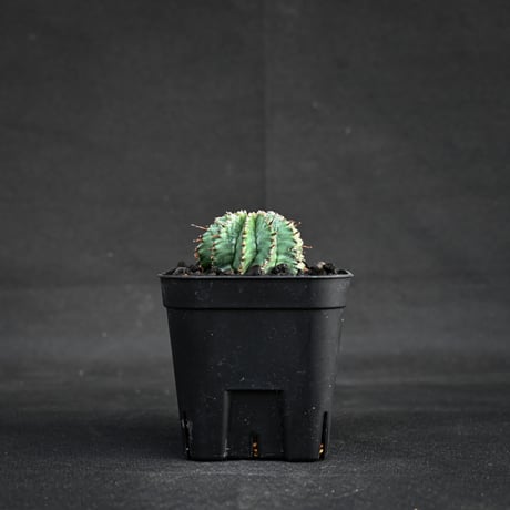 ユーフォルビア ミクラカンサ 怒竜頭 実生 ユーフォルビア ミクラカンサ（怒竜頭）種子 8粒 GREEN MONSTERS