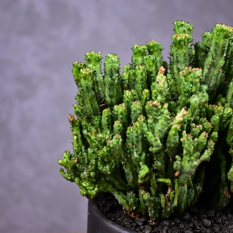 Euphorbia enopla f. monstrosa cristata / ユーフォルビア エノプラ 石化 綴化【実生】 + 信楽焼