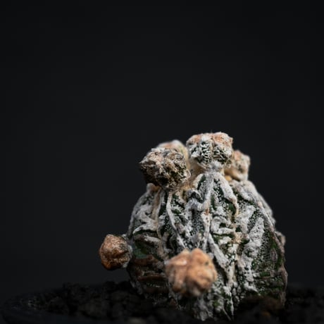 Astrophytum myriostigma f. monstrosa / アストロフィツム 子吹き鸞鳳玉 石化 (モンストローサ) (ランポー)【カキ仔】【自根】