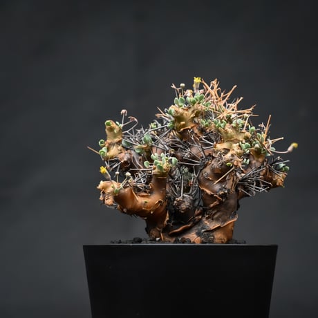 Othonna euphorbioides / オトンナ ユーフォルビオイデス (微発根)