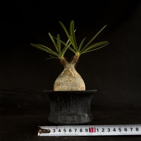 【Premium Line】 Pachypodium rosulatum var. gracilius / パキポディウム グラキリス 【微発根】+ 黒鉄【KUROGANE】