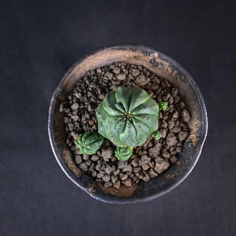 Euphorbia obesa hyb ’ Bonten ’ f. monstrosa  / ユーフォルビア オベサ 梵天 石化 【実生】 + 信楽焼