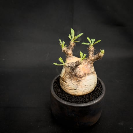 【Premium Line】 Pachypodium rosulatum var. gracilius / パキポディウム グラキリス 【微発根】+ 信楽焼