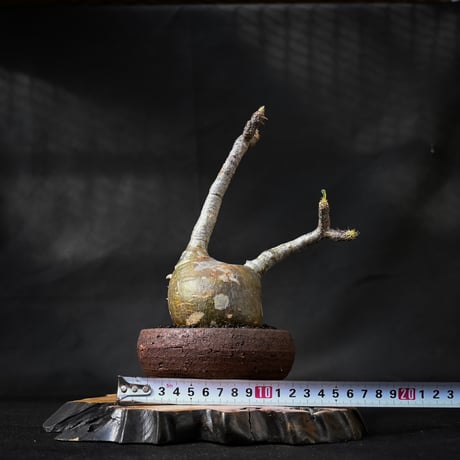 Pachypodium rosulatum var. gracilius / パキポディウム グラキリス 【微発根】