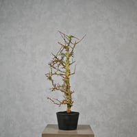 Commiphora myrrha / コミフォラ ミルラ 【微発根】