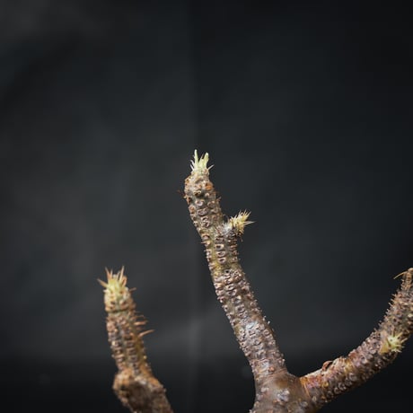 Pachypodium rosulatum var. gracilius / パキポディウム グラキリス 【微発根】
