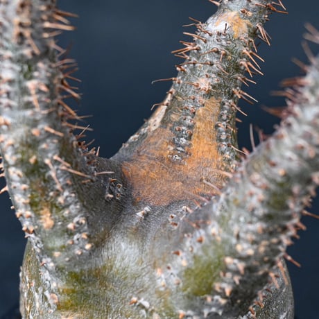 Pachypodium rosulatum var. gracilius / パキポディウム グラキリス 【発根済】
