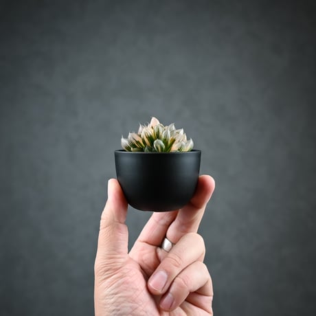 Haworthia cooperi var. truncata 'Black Obtusa' f. variegata / ハオルチア ブラック オブツーサ 錦