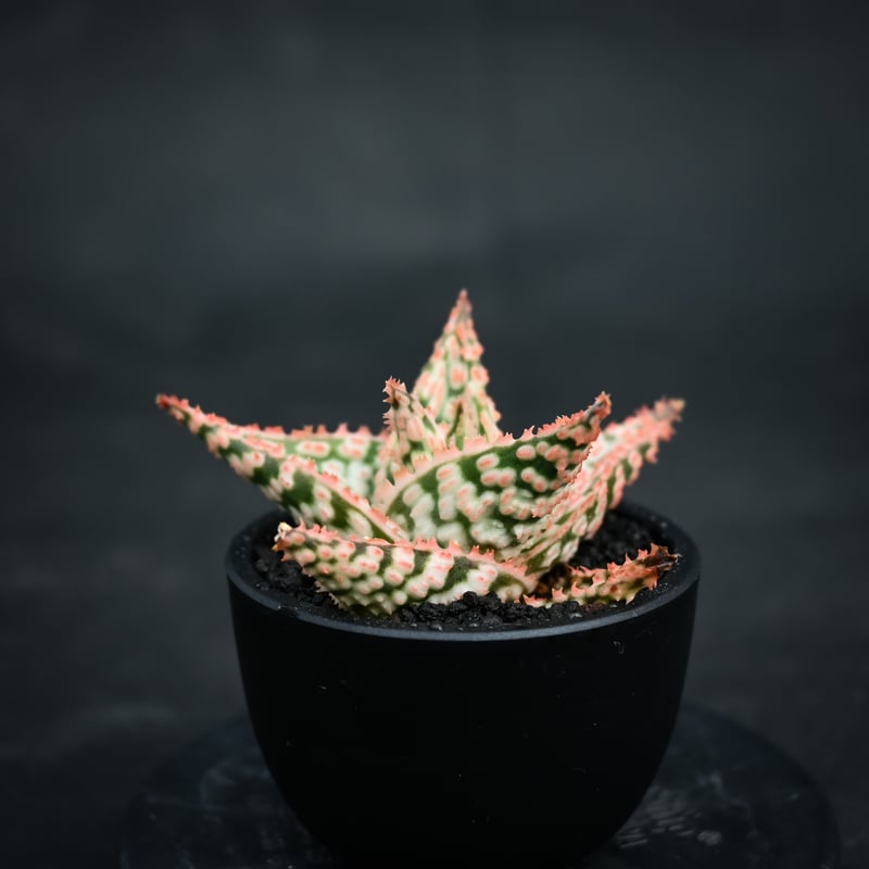 Aloe hybrid / アロエ ハイブリッド【微発根】 | GREEN MONSTERS Aloe hybrid / アロエ ハイブリッド【微発根】 | GREEN MONSTERS