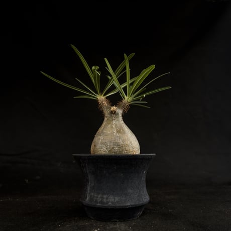 【Premium Line】 Pachypodium rosulatum var. gracilius / パキポディウム グラキリス 【微発根】+ 黒鉄【KUROGANE】