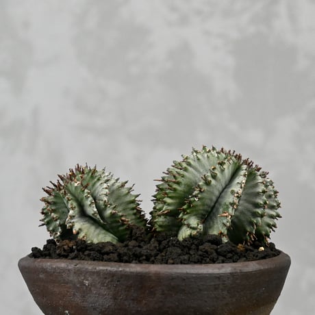 Euphorbia horrida / ユーフォルビア ホリダ + 信楽焼