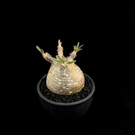 【選抜】Pachypodium rosulatum var. gracilius / パキポディウム グラキリス 【微発根】