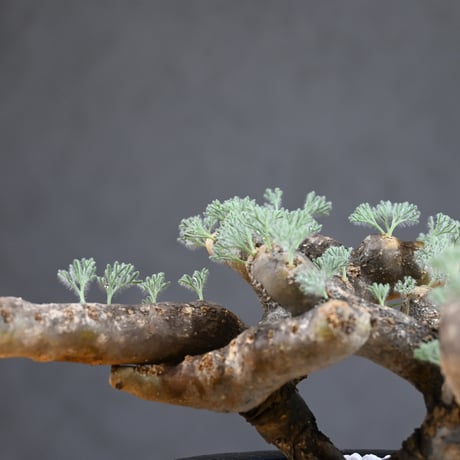 Monsonia multifida  (Sarcocaulon multifidum) / モンソニア ムルチフィダ (サルコカウロン ムルチフィズム) 【発根済】  + 万年青鉢