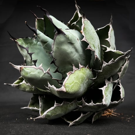 【XLサイズ】 Agave titanota ' Black and Blue ' / アガベ チタノタ ブラックアンドブルー (ブルーボール) (ベアルート)