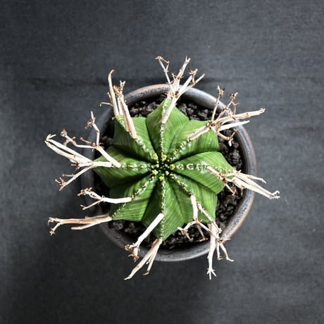 Euphorbia meloformis spp. Super Valida / ユーフォルビア スーパーバリダ 【雌株】【高木実生】 + 信楽焼