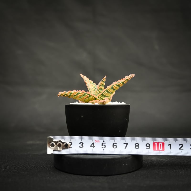 Aloe hybrid / アロエ ハイブリッド【微発根】 | GREEN MONSTERS