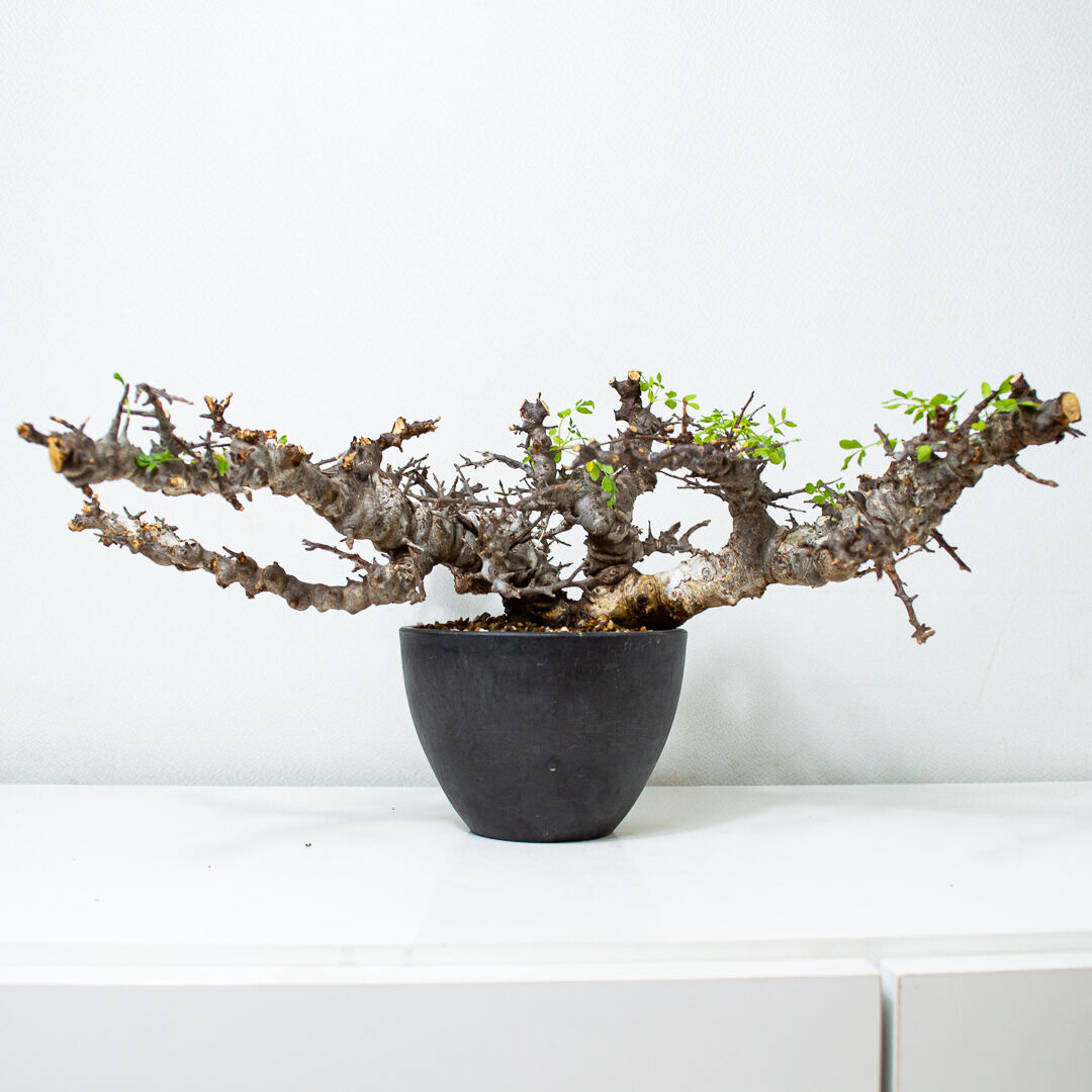 Commiphora sp.Ely×みやび鉢　コミフォラ エイル　大サイズ Commiphora sp.Ely×みやび鉢コミフォラ エイル大サイズ