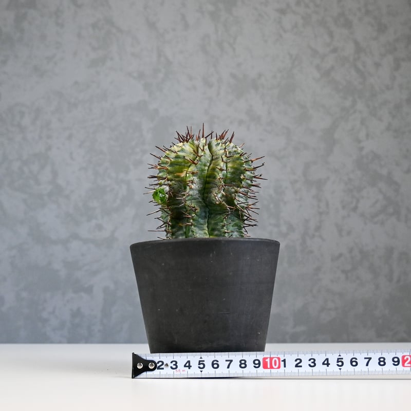 yurapon　ユーフォルビア　ホリダ錦　斑入り Euphorbia horrida variegated / ユーフォルビア ホリダ 錦 (斑