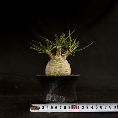 【Premium Line】 Pachypodium rosulatum var. gracilius / パキポディウム グラキリス 【微発根】+ 黒鉄【KUROGANE】