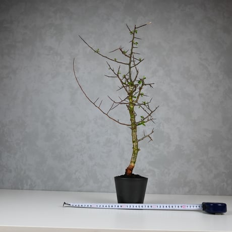 Commiphora myrrha / コミフォラ ミルラ 【微発根】