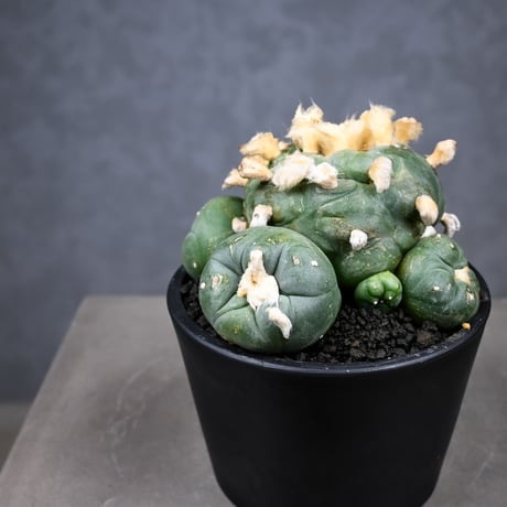 Lophophora diffusa / ロフォフォラ ディフューサ 翠冠玉
