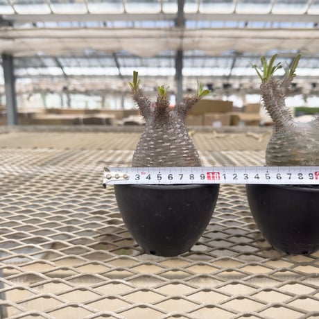 Pachypodium rosulatum var. gracilius / パキポディウム グラキリス 【微発根】