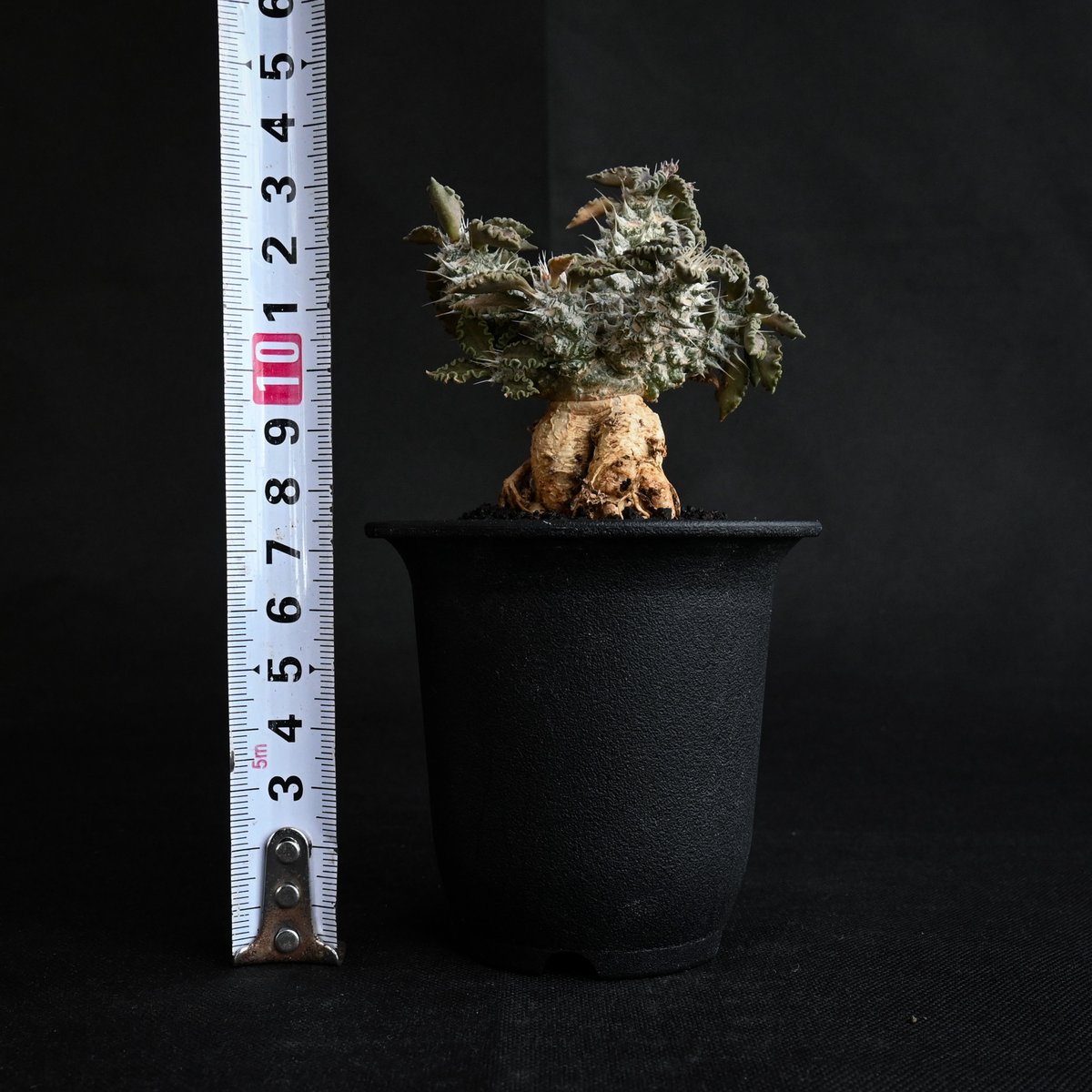 Euphorbia tulearensis / ユーフォルビア トゥレアレンシス 【発 Euphorbia tulearensis / ユーフォルビア トゥレアレンシス 【発