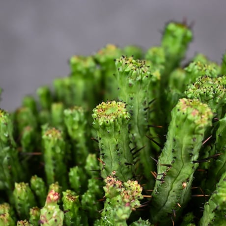 Euphorbia enopla f. monstrosa cristata / ユーフォルビア エノプラ 石化 綴化【実生】 + 信楽焼