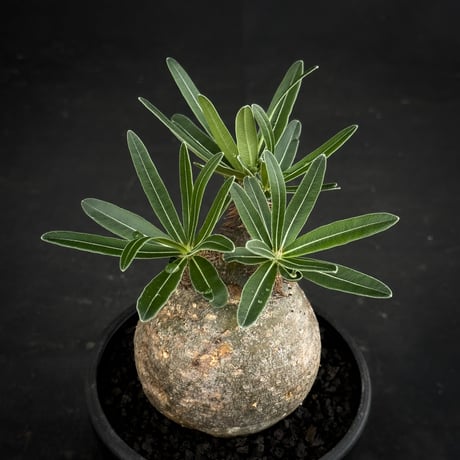 Pachypodium rosulatum var. gracilius / パキポディウム グラキリス 【微発根】