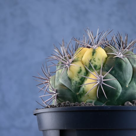 Gymnocalycium saglione variegated / ギムノカリキウム 新天地 錦 【実生】