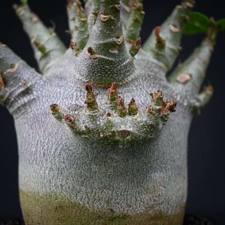 Adenium arabicum super dwarf / アデニウム アラビカム スーパードワーフ【微発根】
