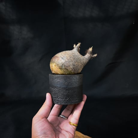Pachypodium rosulatum var. gracilius / パキポディウム グラキリス 【微発根】