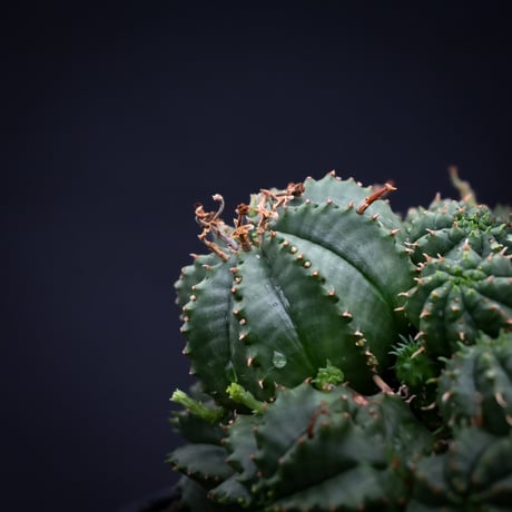 Euphorbia valida / ユーフォルビア バリダ 【発根済】【雌株】