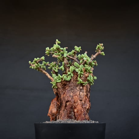 [雄株]  Ceraria pygmaea / ケラリア ピグマエア 【発根済】