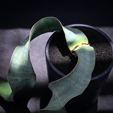 Welwitschia mirabilis / ウェルウィッチア ミラビリス 奇想天外【発根済】