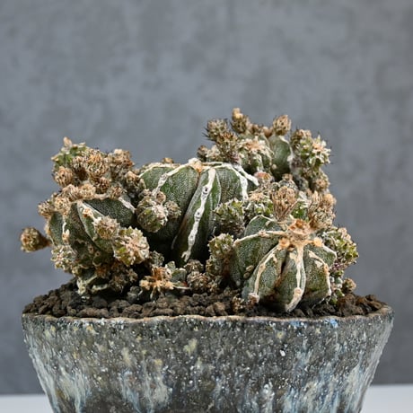 Astrophytum myriostigma f. monstrosa / アストロフィツム 子吹き鸞鳳玉 石化 (モンストローサ) (ランポー)【実生】 + 信楽焼