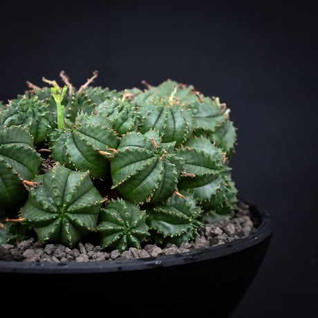 Euphorbia valida / ユーフォルビア バリダ 【発根済】【雌株】