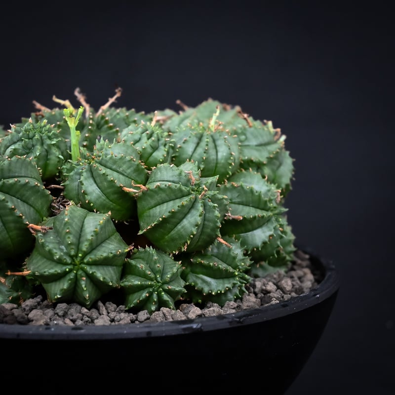 Euphorbia valida / ユーフォルビア バリダ 【発根済】【雌株】 | GREE...