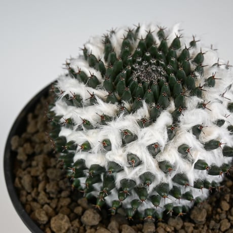Mammillaria sempervivi v. caput-medusae  / マミラリア 景清 【自根】