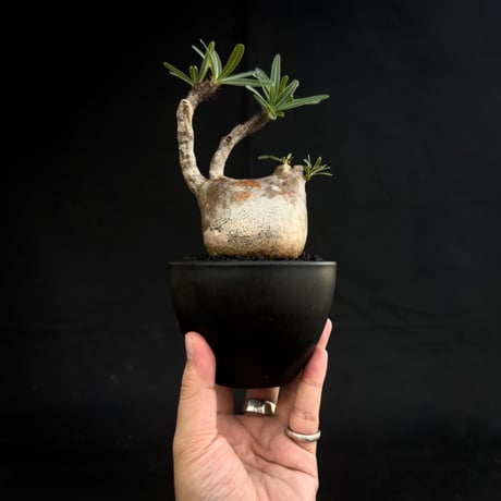 Pachypodium rosulatum var. gracilius / パキポディウム グラキリス 【微発根】