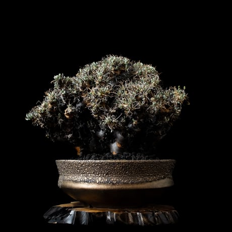 othonnaeuphorbioides | STORES othonnaeuphorbioides | STORES