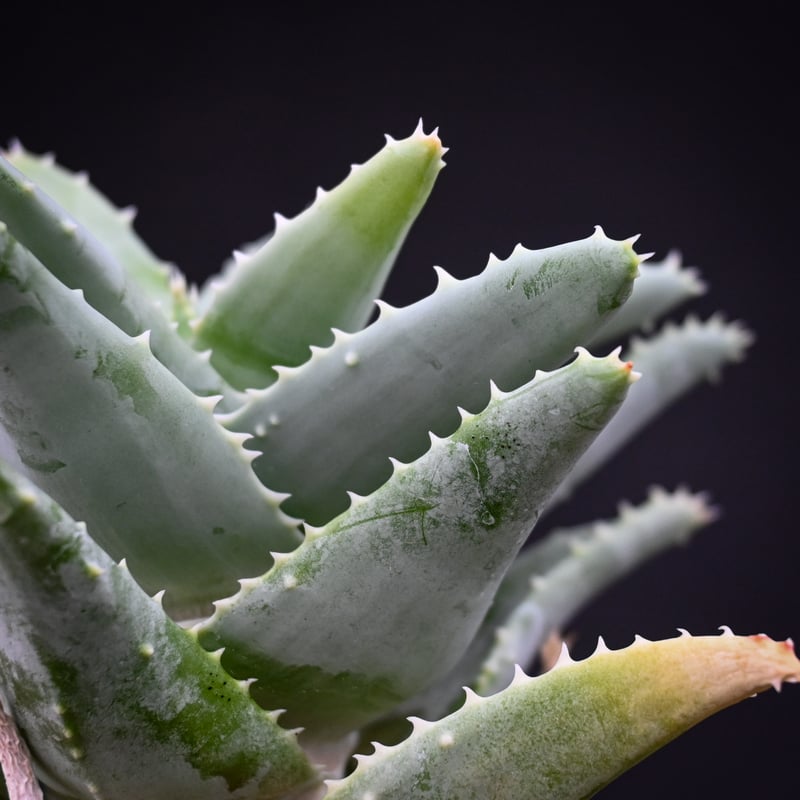 Premium Line】 Aloe pillansii / アロエ ピランシー【発根済】 Premium Line】 Aloe pillansii / アロエ ピランシー【発根済】