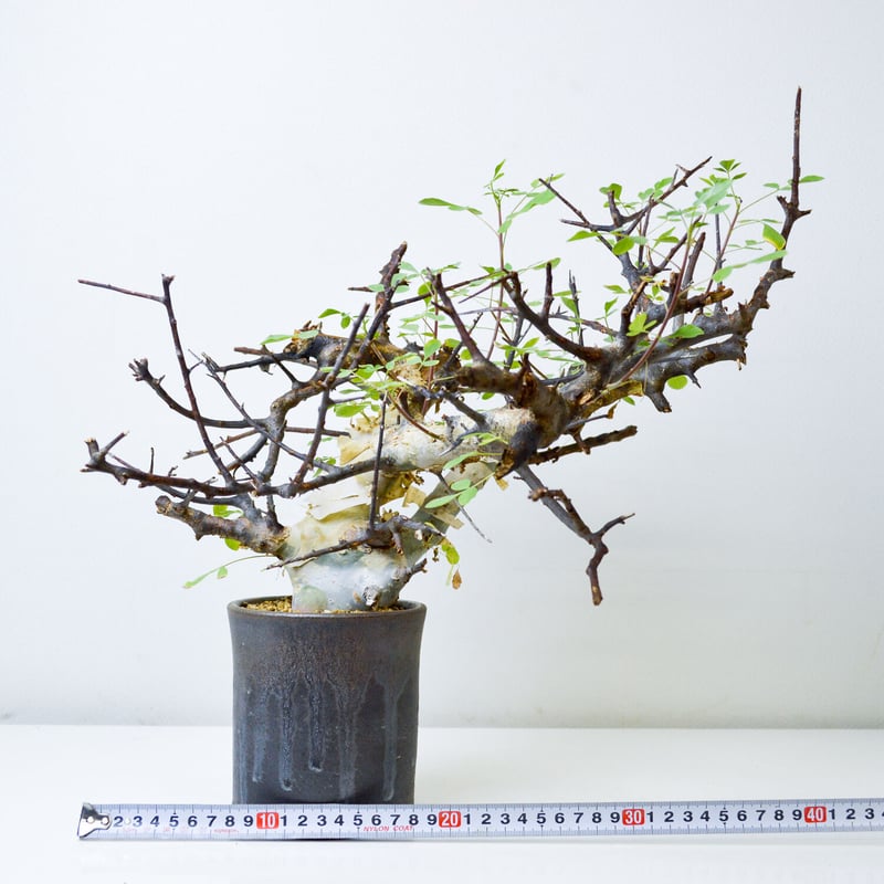 PL】Commiphora kataf ver. turkanensis / コミフォラ カ PL】Commiphora kataf ver. turkanensis / コミフォラ カ