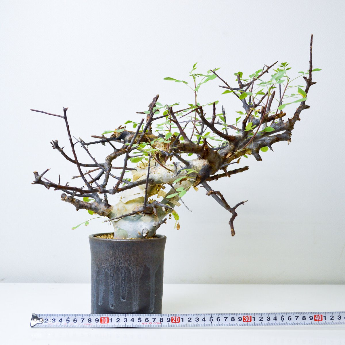 【PL】Commiphora kataf ver. turkanensis / コミフォラ カタフ ターカネンシス + 信楽焼 (微発根)