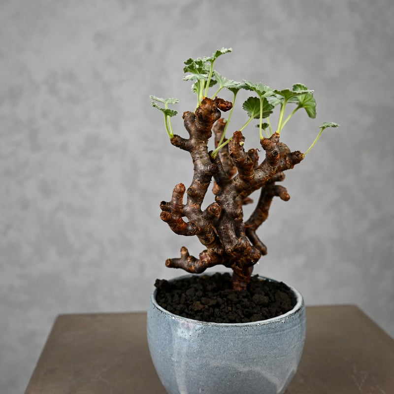Pelargonium mirabile / ペラルゴニウム ミラビレ 【枝挿】 + 信楽焼