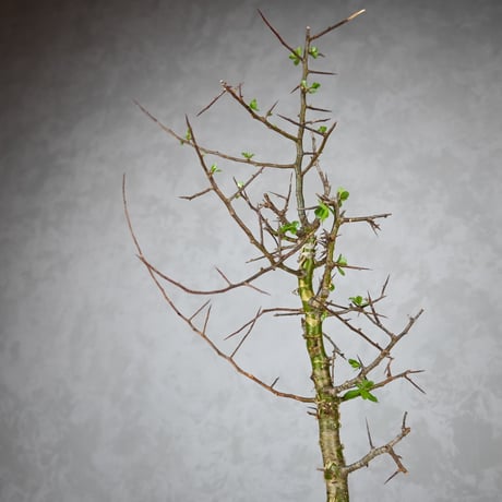 Commiphora myrrha / コミフォラ ミルラ 【微発根】