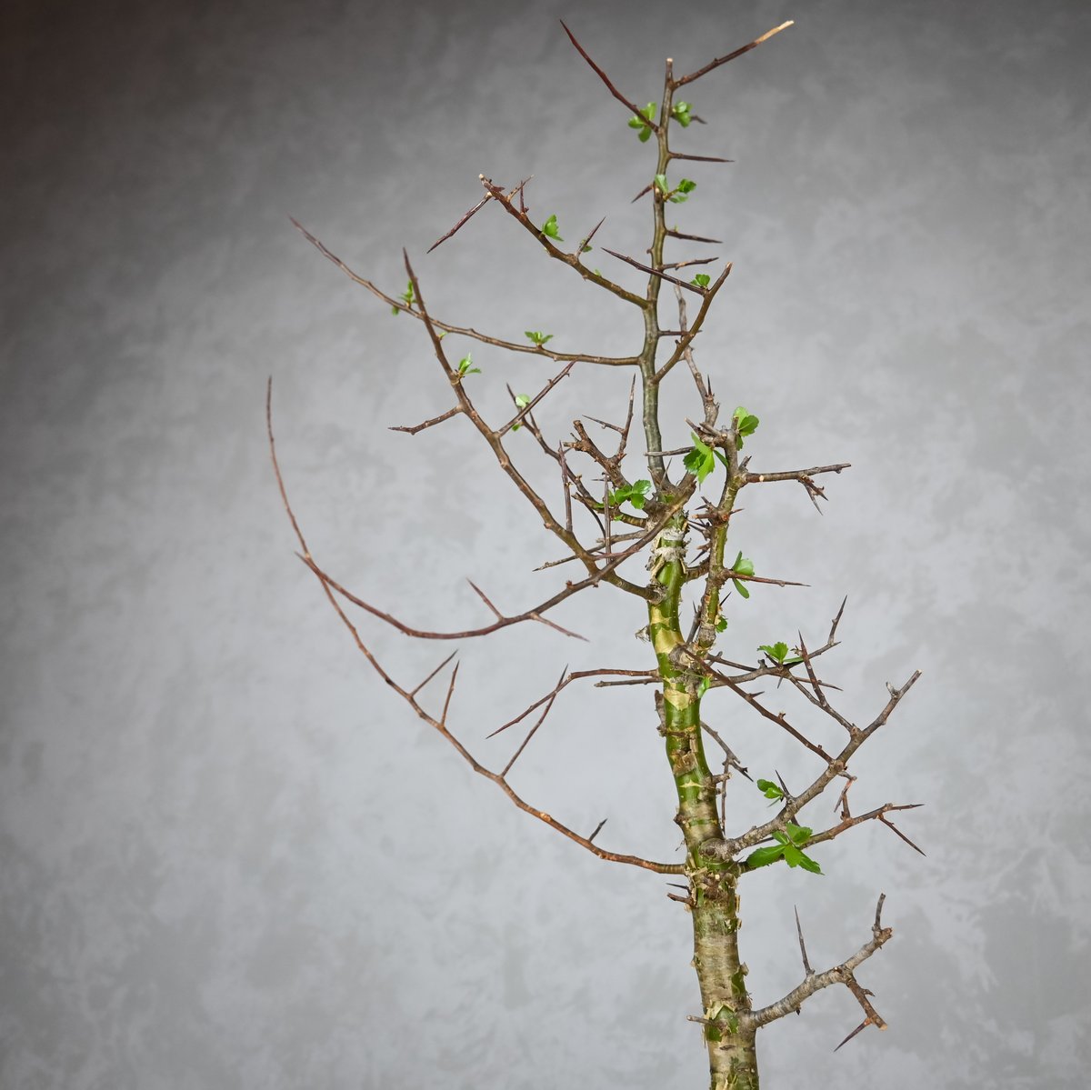 Commiphora myrrha / コミフォラ ミルラ 【微発根】 | GREEN MON