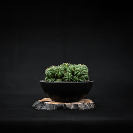 Euphorbia valida / ユーフォルビア バリダ 【発根済】【雌株】
