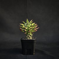 Monadenium schubei  / モナデニウム シューベイ 【発根済】