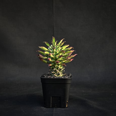 Monadenium schubei  / モナデニウム シューベイ 【発根済】